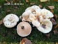 Lactarius pubescens-amf1123-1